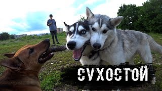 СУХОСТОЙ. ХАСКИ VS БУЛЬДОГ. КУЧА СОБАК И МОРЕ ПОЗИТИВА СУХОСТОЙ. ХАСКИ VS БУЛЬДОГ. КУЧА СОБАК И МОРЕ ПОЗИТИВА