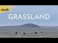 Grassland | Western | Full Movie | Modern Day Cowboy