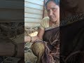 Wonderful Milking Goat Youtube Sorts
