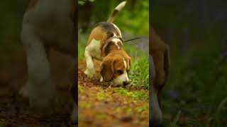 Bluebell walk  #shorts #youtubeshorts #beagle #bluebell #bluebells #beagle #dogs #doglover #pets