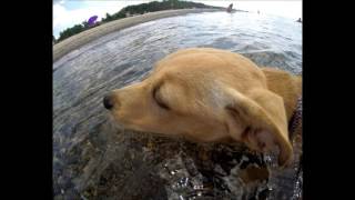 Doggie Beach BASH!