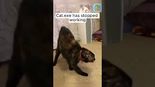 Cat's brain completely breaks after seeing this weird statue #shorts #cat #funny