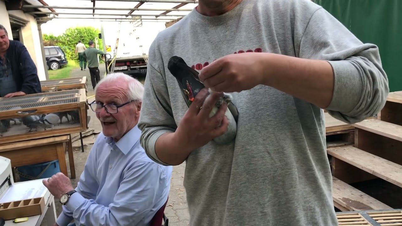 تسليم الحمام سباق 135km تاريخ 28.4.2023 نسالكم الدعاء بلفوز