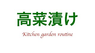 高菜収穫　タカナ　高菜漬　家庭菜園　Kitchen garden routine