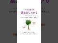 パキラの基本的な育て方 #観葉植物 #観葉植物インテリア #パキラ