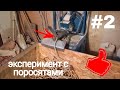 Эксперимент с поросятами #2 | Изготовление экструдированного корма | Предстарт для поросят