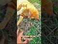 cat lover #viralvideo #cat #like #foryou