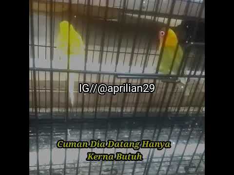 Story wa buat teman datang pas lagi ada butuh - YouTube