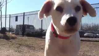 Riley - KHS Dog of the Week