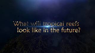 What will tropical reefs look like in the future?