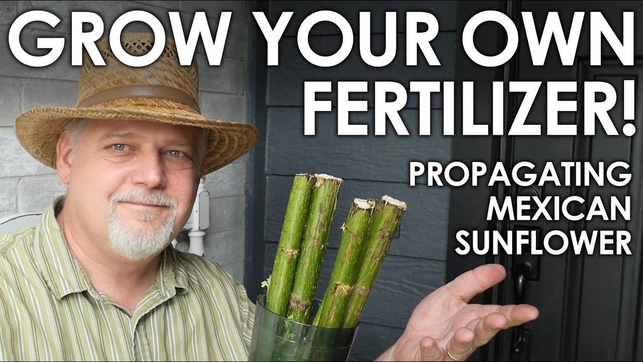 How To Grow Your Own Fertilizer Mexican Sunflower Propagation how-to-grow-your-own-fertilizer-mexican-sunflower-propagation