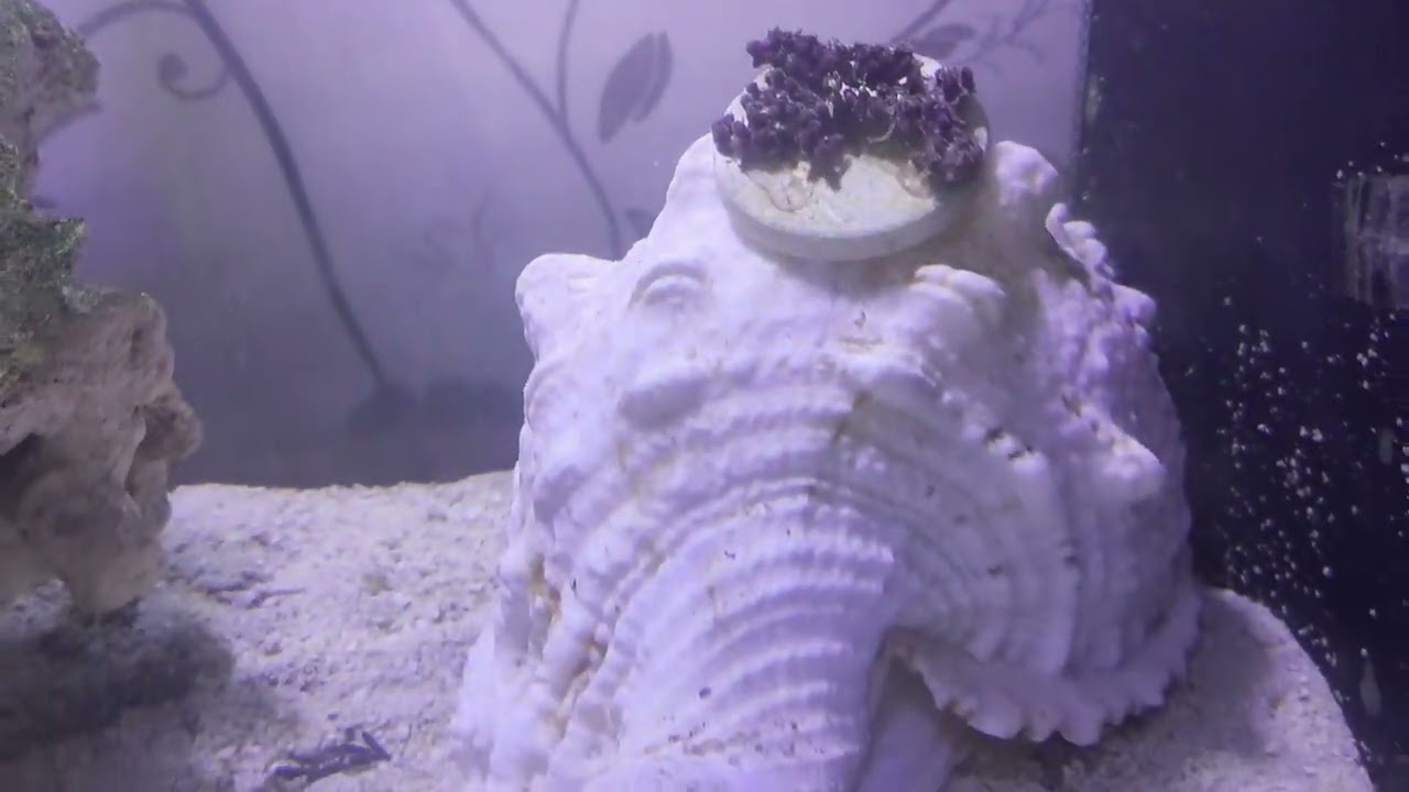 Fluval Evo 13.5 Nano Reef Tank! Part 38 (New Jebao SLW-10 Wavemaker)