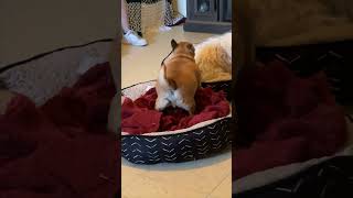Dog Getting "Acquainted" With Its Bed
