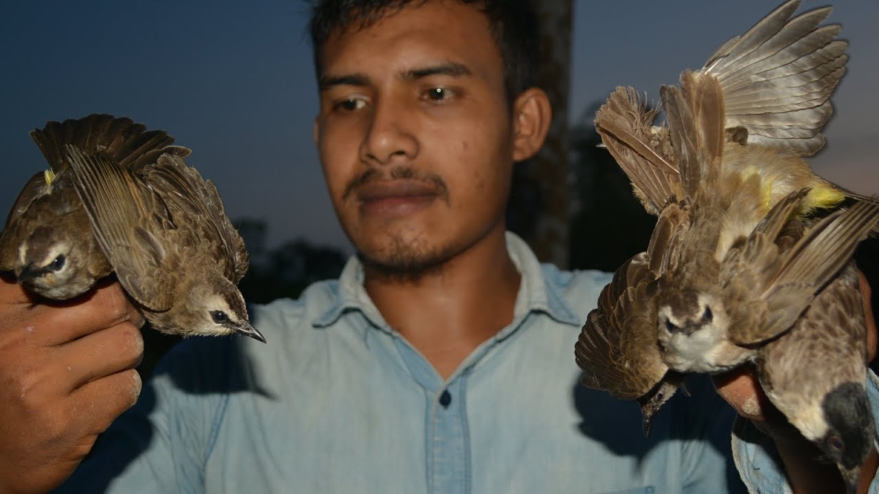 Cuma dengan umpan keladi hutan burung akan berkumpul di jebakan