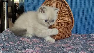 Cute Exot Kitty Nona by Lapa.shop: Pedigree Pets for You 13 views 2 days ago 28 seconds