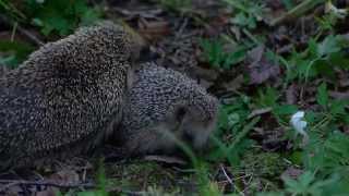 Hedgehogs/Igelkottar 24.5.2014