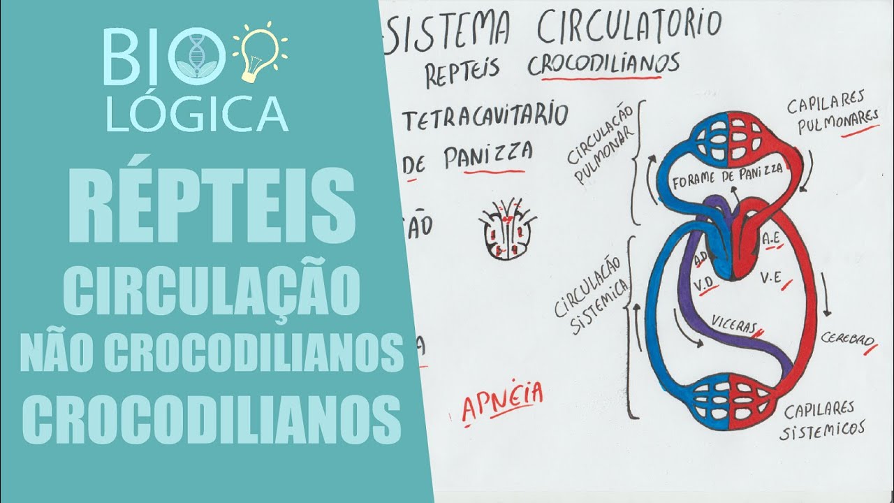 Sistema Respiratorio De Repteis Respiração Dos Répteis Saiba Mais