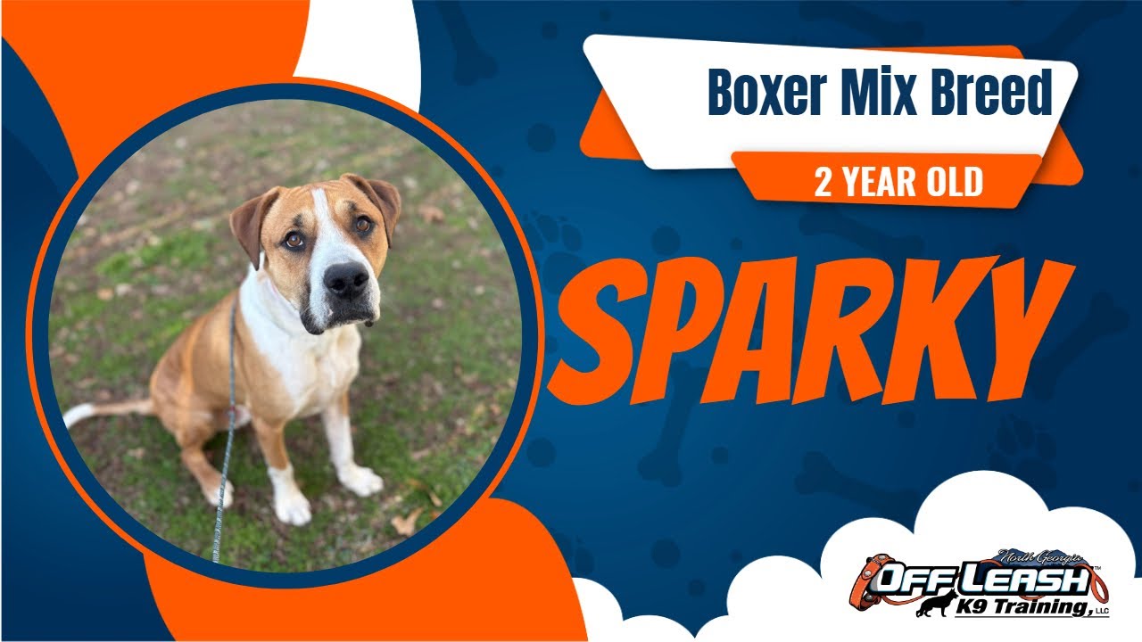 From Out-of-Control Pulling to Off-Leash Heel 🐾 | Boxer Mix Board & Train
