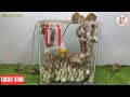 安全で効果的なネズミ捕り / 最高のネズミ捕りのアイデア