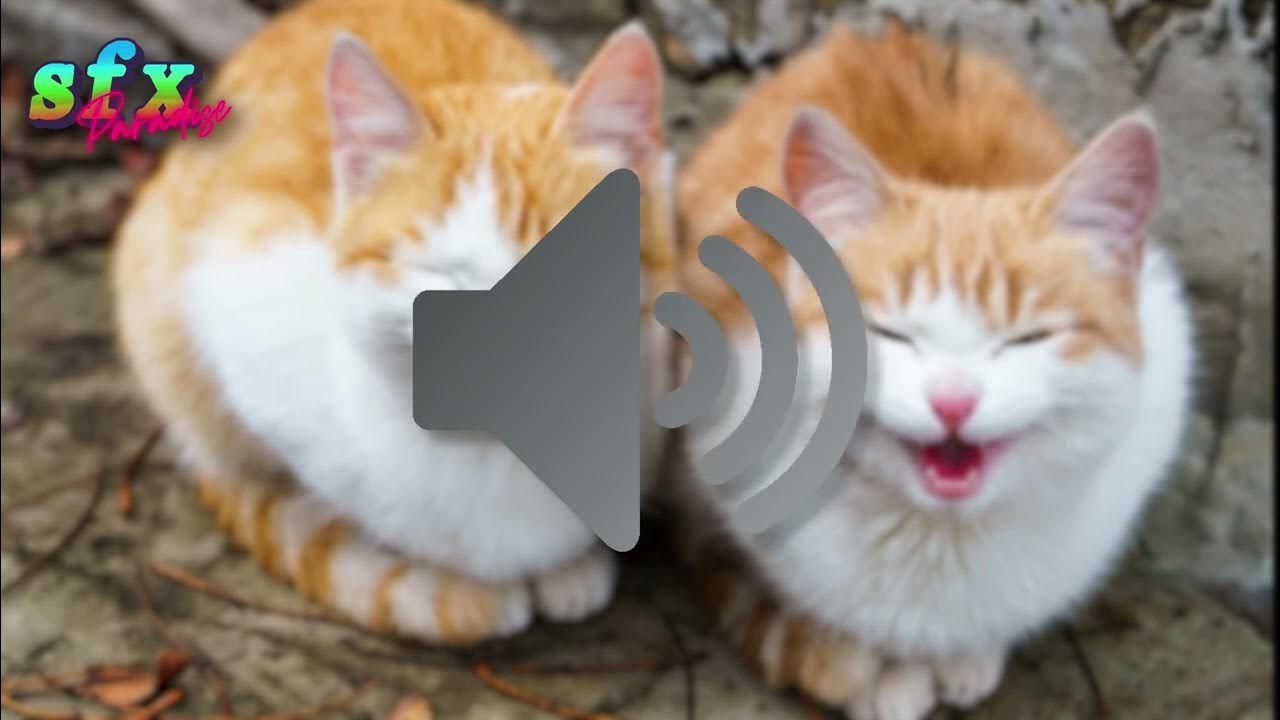 Cats Meowing SFX (High Quality) YouTube