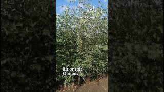 Buy Silver Birch Trees Ireland