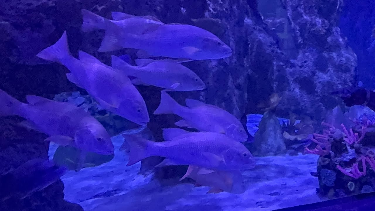 Visitamos el acuario SEALAND  Monterrey 😍