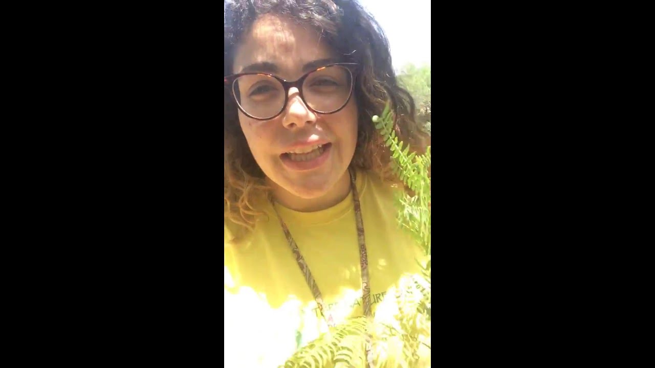 Rotary Park Post 3 Pt. 2 - Lead Tree