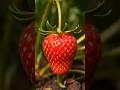 The Ultimate Strawberry Life Cycle: Decay to Rebirth Time-Lapse ⏳