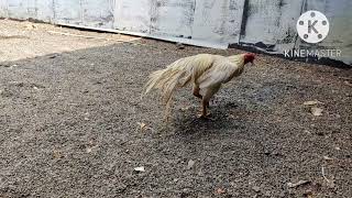 parrot beak punju for seal 4500.k.....insted 9154118672