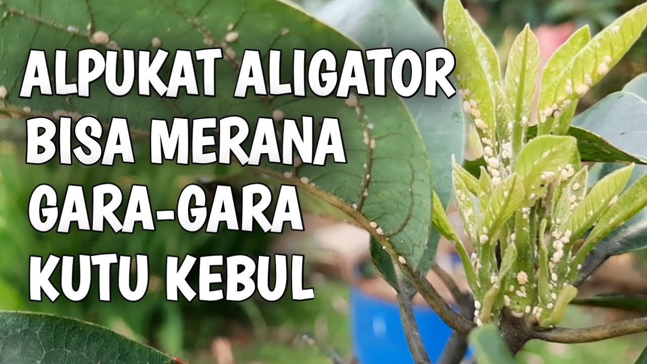 Alpukat Aligator Bisa Dibuat Merana Karena Serangan Hama Kutu Kebul