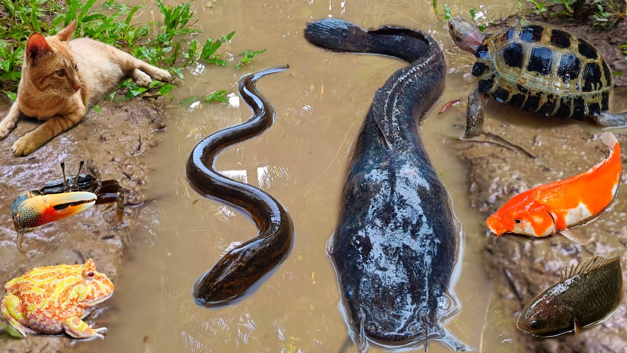 Wow! Tangkap ikan lele jumbo dalam lubang ada ikan hias, kepiting, ikan gabus, belut, kura kura