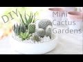 DIY Mini Cactus Gardens