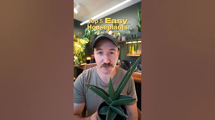 My Top 5 Easy Houseplants
