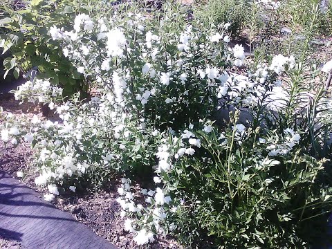 Бейне: Spirea, Dogwood, Chubushnik және басқалары