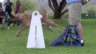 Cirque Berserk Flyball Box Work