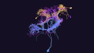 Moonwalker neurons
