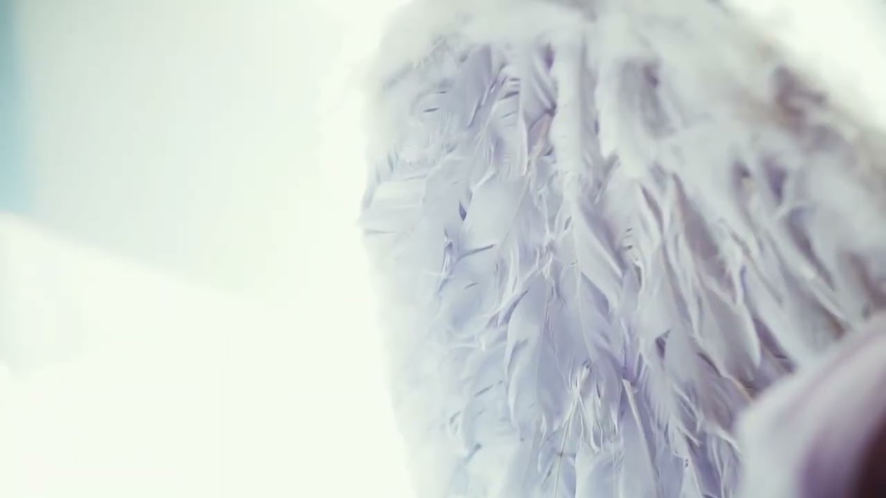 Za wcześnie uskrzydleni 