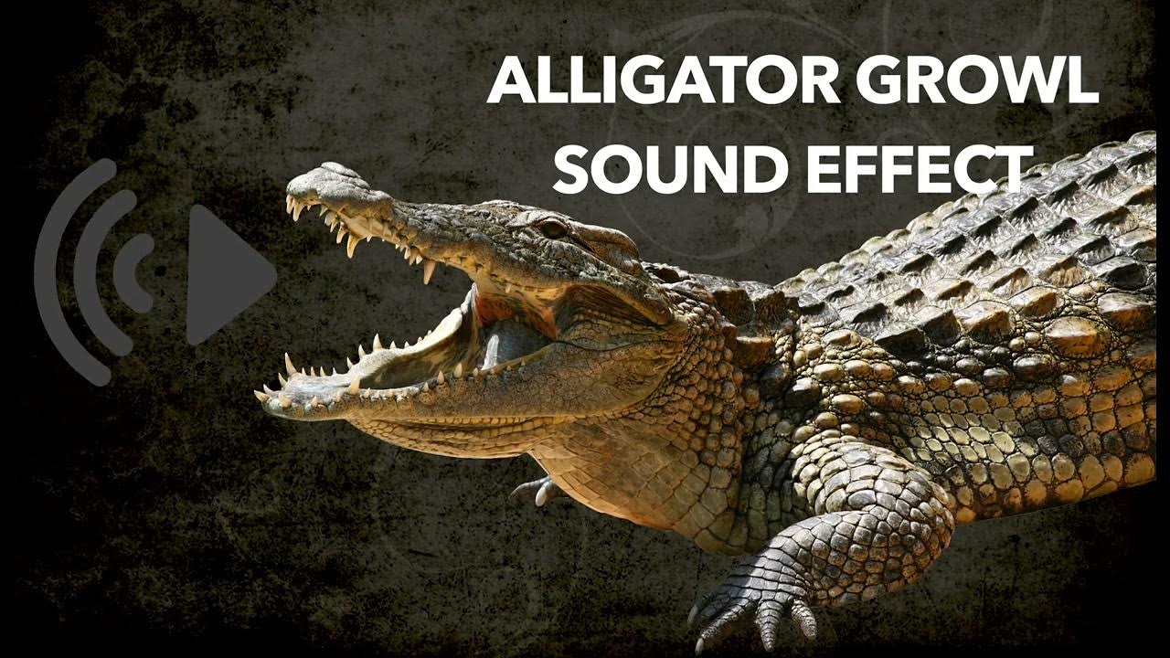 Alligator Growl Sound Effect - High Quality - YouTube
