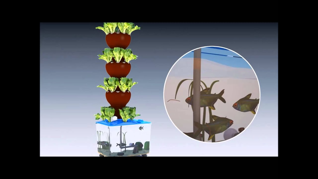Food-waste Disposal System by Aquaponics - YouTube