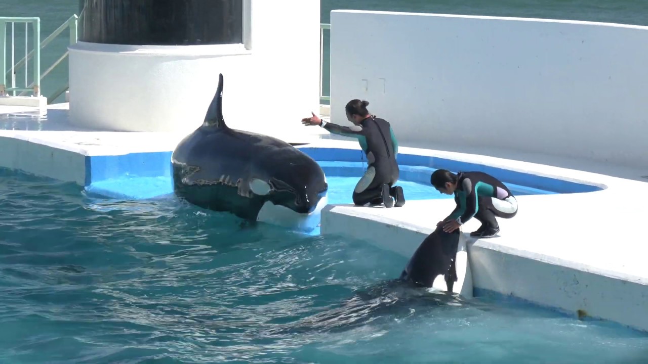 ◆鴨川シーワールド　シャチパフォーマンス（2019．09．01）13：00~ ◆