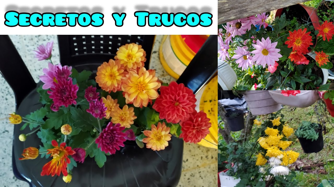 CRISANTEMOS: ¿Porque y cuando hacer poda?🤔