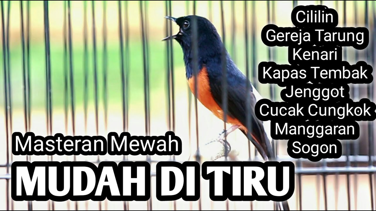 MASTERAN MURAI BATU FULL ISIAN TEMBAKAN CILILIN KENARI KAPAS TEMBAK GEREJA KORLAP CUNGKOK C JENGGOT