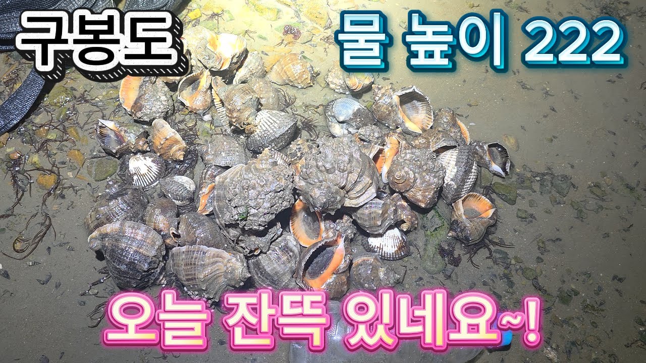 4물 물 높이 222 구봉도 해루질 다녀왔습니다~!