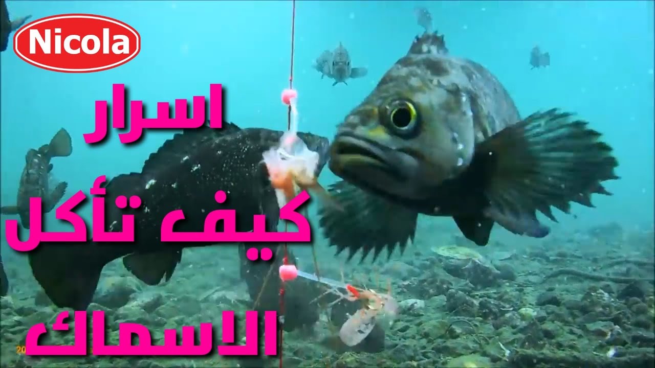 كيف تأكل الاسماك الطعم تحت الماء فيديو من اليابان مباشرة اليك