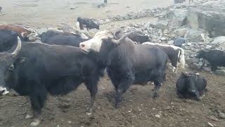 Download Lagu Very Strong yak and mountain cow Meet and try second time part no 6 ||Animals Earth || MP3 Download Lagu Very Strong yak and mountain cow Meet and try second time part no 6 ||Animals Earth || MP3