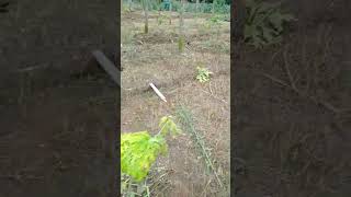 VIRUS KUNING BIKIN HANCUR PETANI PEPAYA