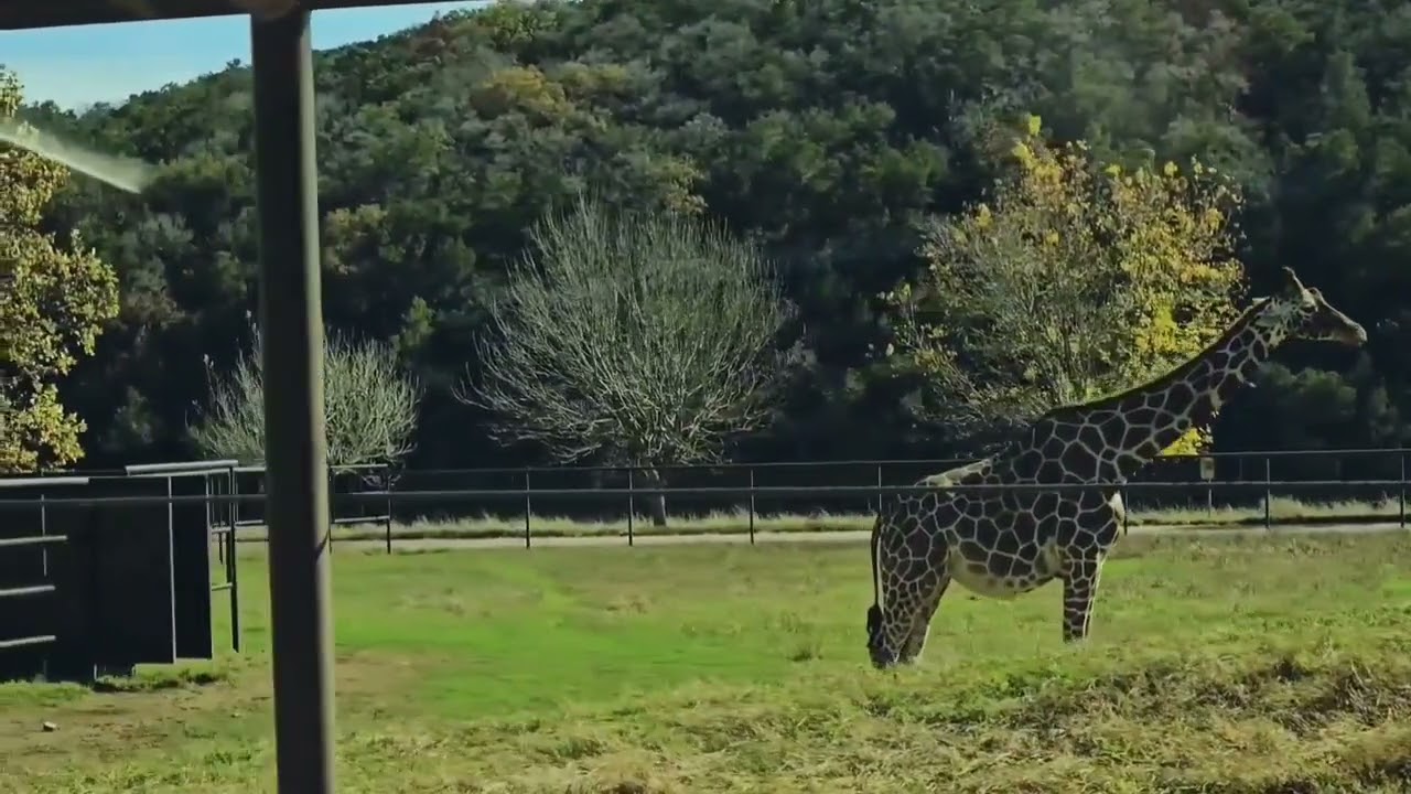 Natural Bridge Wildlife Ranch  San Antonio, Texas