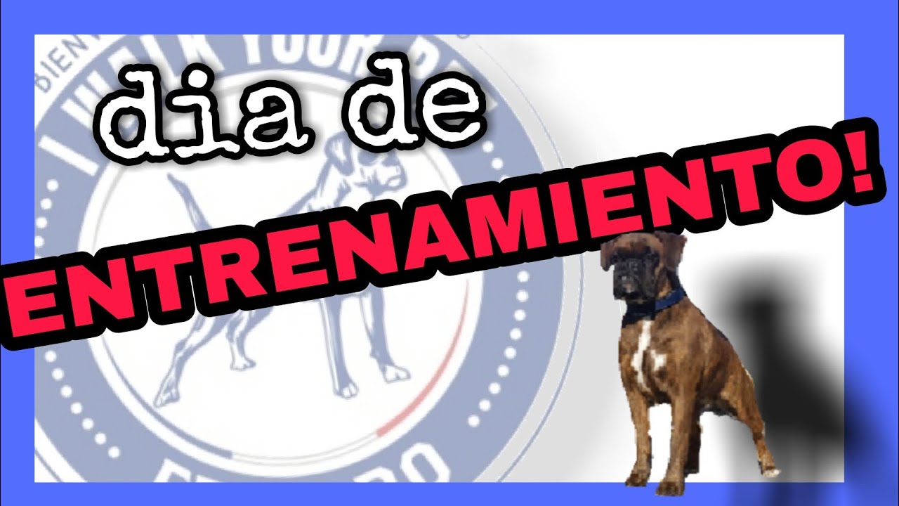 Educando a un BOXER EUROPEO😎👍