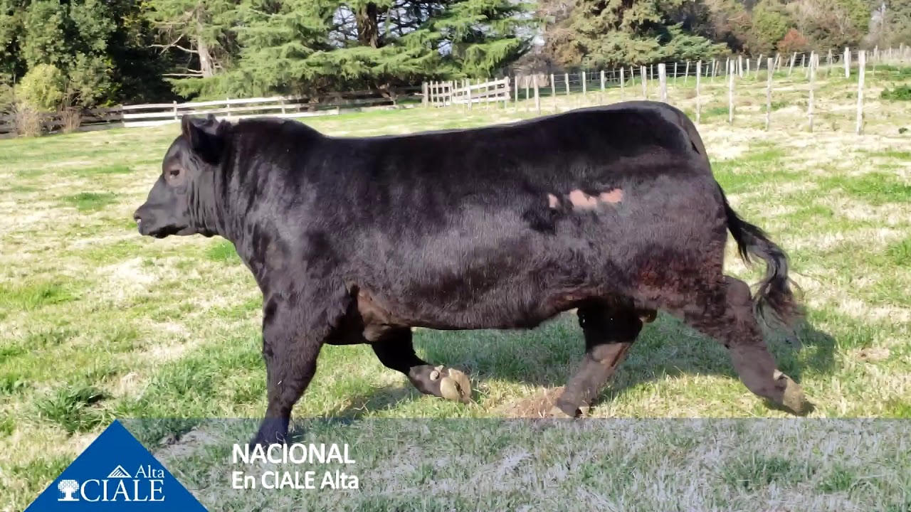 CIALE Alta Toro NACIONAL- Angus Negro video to gif