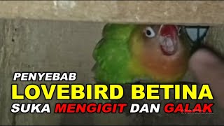 PENYEBAB LOVEBIRD BETINA SUKA MENGIGIT DAN GALAK